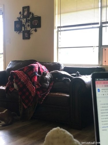 Why Pet Owners Are Letting Dogs on the Couch: A Viral Trend Explained