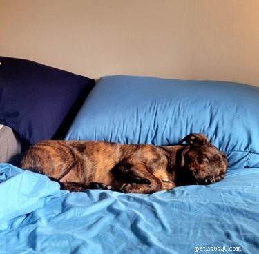 Why Pet Owners Are Letting Dogs on the Couch: A Viral Trend Explained
