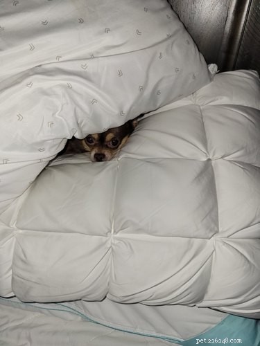 Why Pet Owners Are Letting Dogs on the Couch: A Viral Trend Explained