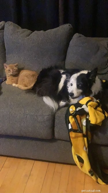Why Pet Owners Are Letting Dogs on the Couch: A Viral Trend Explained