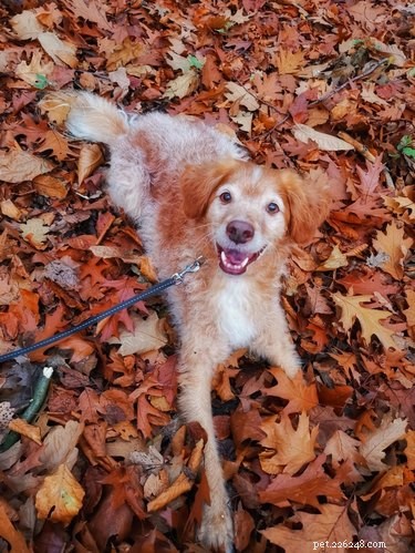 15 Dogs & a Cat Explore the Beauty of Autumn Leaves