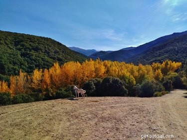 15 Dogs & a Cat Explore the Beauty of Autumn Leaves