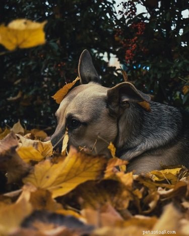 15 Dogs & a Cat Explore the Beauty of Autumn Leaves