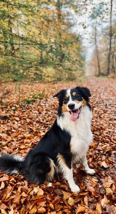 15 Dogs & a Cat Explore the Beauty of Autumn Leaves