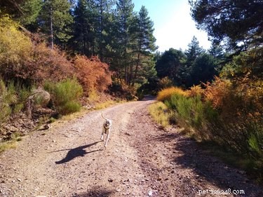 15 Dogs & a Cat Explore the Beauty of Autumn Leaves