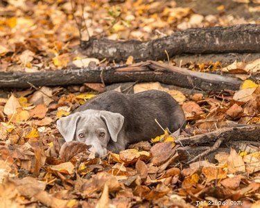 15 Dogs & a Cat Explore the Beauty of Autumn Leaves