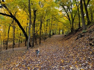 15 Dogs & a Cat Explore the Beauty of Autumn Leaves