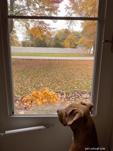 15 Dogs & a Cat Explore the Beauty of Autumn Leaves