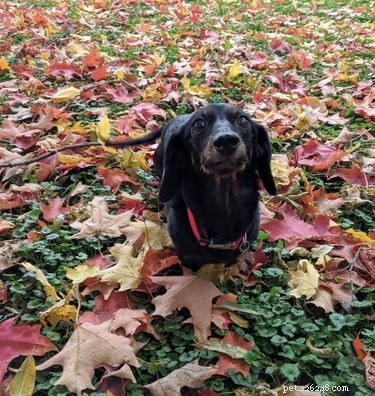 15 Dogs & a Cat Explore the Beauty of Autumn Leaves