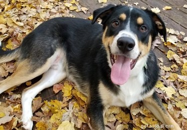 15 Dogs & a Cat Explore the Beauty of Autumn Leaves