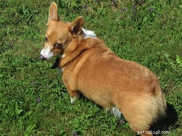 15 Pets Eager for Their Owners to Go Back to Work
