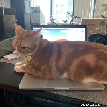 15 Pets Eager for Their Owners to Go Back to Work