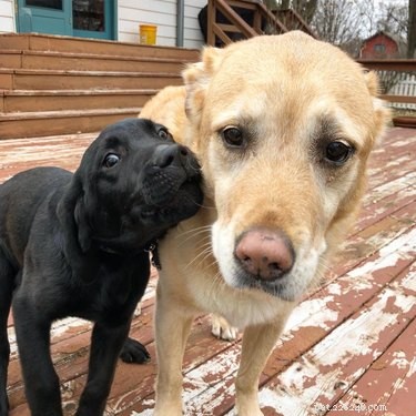 15 Pets Eager for Their Owners to Go Back to Work
