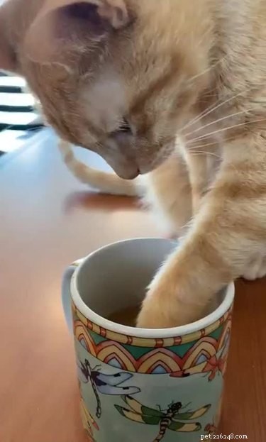 15 Pets Eager for Their Owners to Go Back to Work