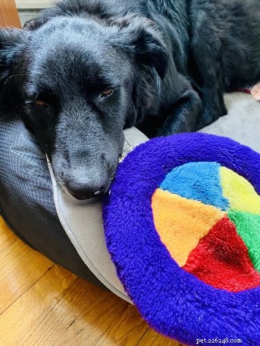 15 Pets Eager for Their Owners to Go Back to Work