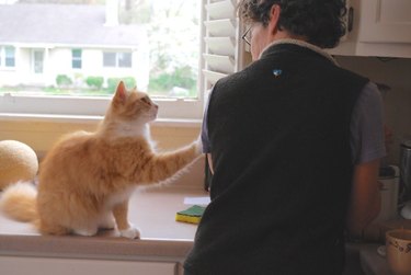 15 Pets Eager for Their Owners to Go Back to Work