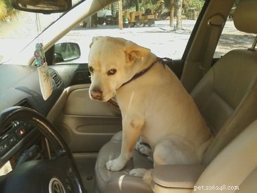 15 Pets Eager for Their Owners to Go Back to Work