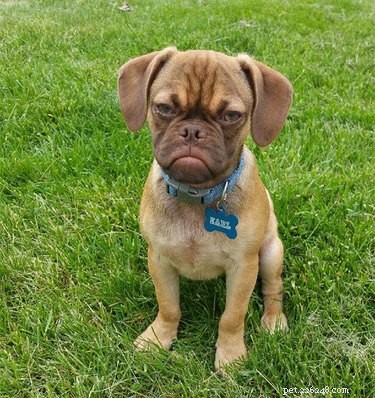 15 Pets Eager for Their Owners to Go Back to Work