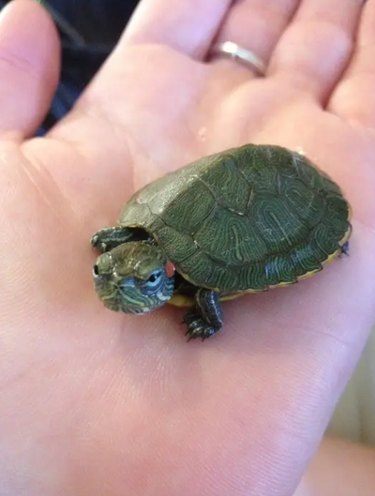 15 Pets Eager for Their Owners to Go Back to Work