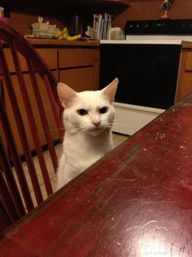 15 Pets Eager for Their Owners to Go Back to Work