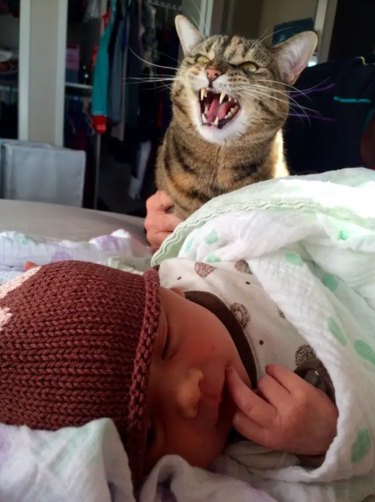 15 Pets Eager for Their Owners to Go Back to Work