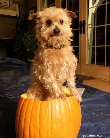 Dog-o-Lanterns: The Safe, Adorable Halloween Trend for Your Dog