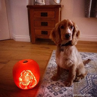 Dog-o-Lanterns: The Safe, Adorable Halloween Trend for Your Dog