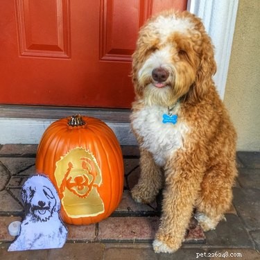 Dog-o-Lanterns: The Safe, Adorable Halloween Trend for Your Dog