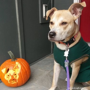 Dog-o-Lanterns: The Safe, Adorable Halloween Trend for Your Dog
