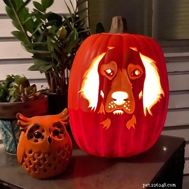 Dog-o-Lanterns: The Safe, Adorable Halloween Trend for Your Dog