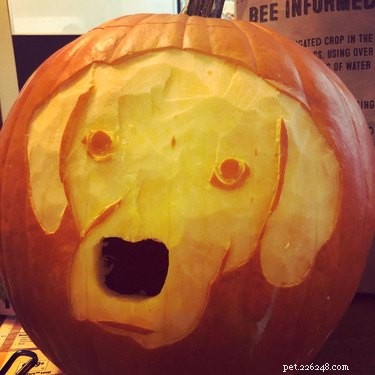 Dog-o-Lanterns: The Safe, Adorable Halloween Trend for Your Dog
