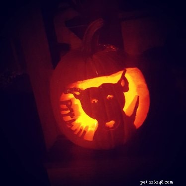 Dog-o-Lanterns: The Safe, Adorable Halloween Trend for Your Dog