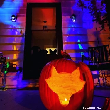Dog-o-Lanterns: The Safe, Adorable Halloween Trend for Your Dog