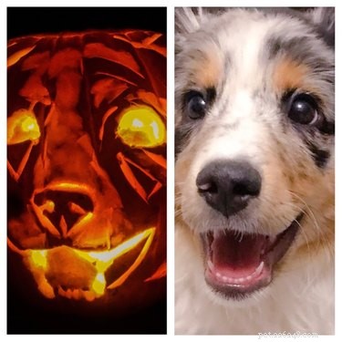 Dog-o-Lanterns: The Safe, Adorable Halloween Trend for Your Dog