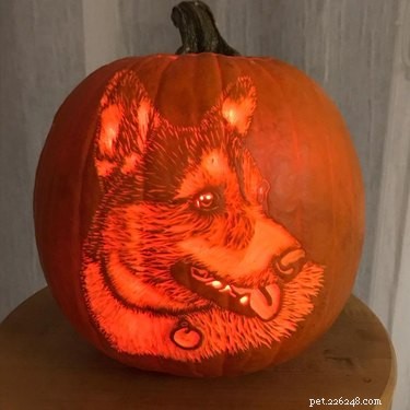 Dog-o-Lanterns: The Safe, Adorable Halloween Trend for Your Dog