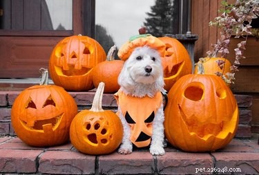 Dog-o-Lanterns: The Safe, Adorable Halloween Trend for Your Dog