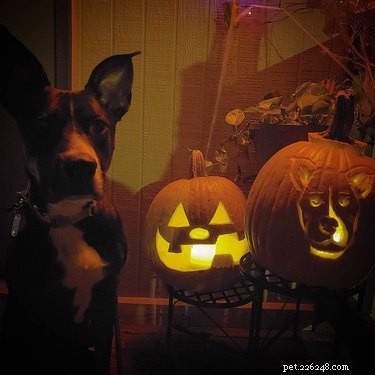 Dog-o-Lanterns: The Safe, Adorable Halloween Trend for Your Dog
