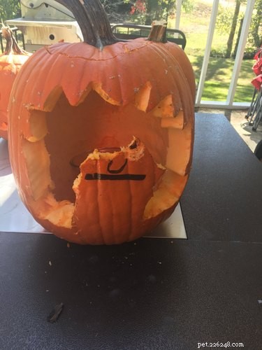 Dog-o-Lanterns: The Safe, Adorable Halloween Trend for Your Dog