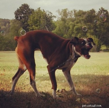 16 Dogs Go Wild Over Bubbles: A Fun Activity for Your Furry Friend