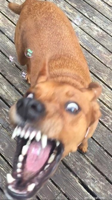 16 Dogs Go Wild Over Bubbles: A Fun Activity for Your Furry Friend