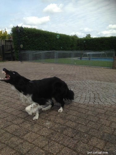16 Dogs Go Wild Over Bubbles: A Fun Activity for Your Furry Friend