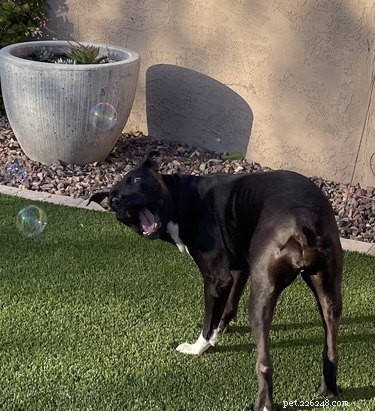16 Dogs Go Wild Over Bubbles: A Fun Activity for Your Furry Friend