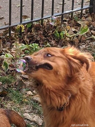 16 Dogs Go Wild Over Bubbles: A Fun Activity for Your Furry Friend