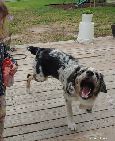 16 Dogs Go Wild Over Bubbles: A Fun Activity for Your Furry Friend
