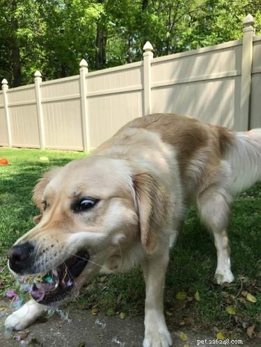 16 Dogs Go Wild Over Bubbles: A Fun Activity for Your Furry Friend