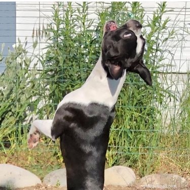 16 Dogs Go Wild Over Bubbles: A Fun Activity for Your Furry Friend