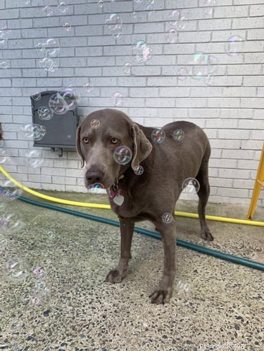 16 Dogs Go Wild Over Bubbles: A Fun Activity for Your Furry Friend