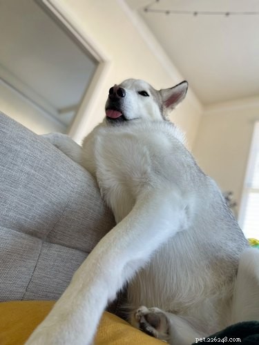 Pet Owners Turn Their Furry Friends Into Video Game Bosses—Hilarious Memes Trending