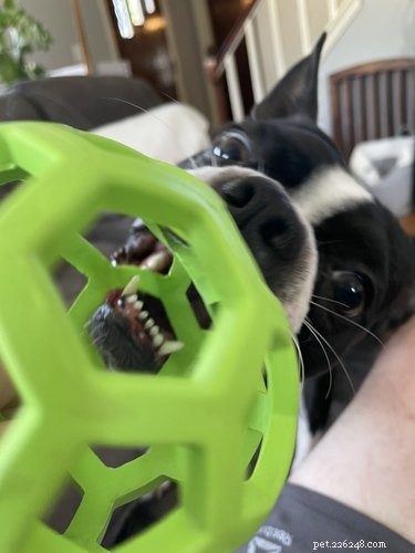 Pet Owners Turn Their Furry Friends Into Video Game Bosses—Hilarious Memes Trending