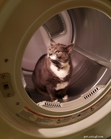 Pet Owners Turn Their Furry Friends Into Video Game Bosses—Hilarious Memes Trending